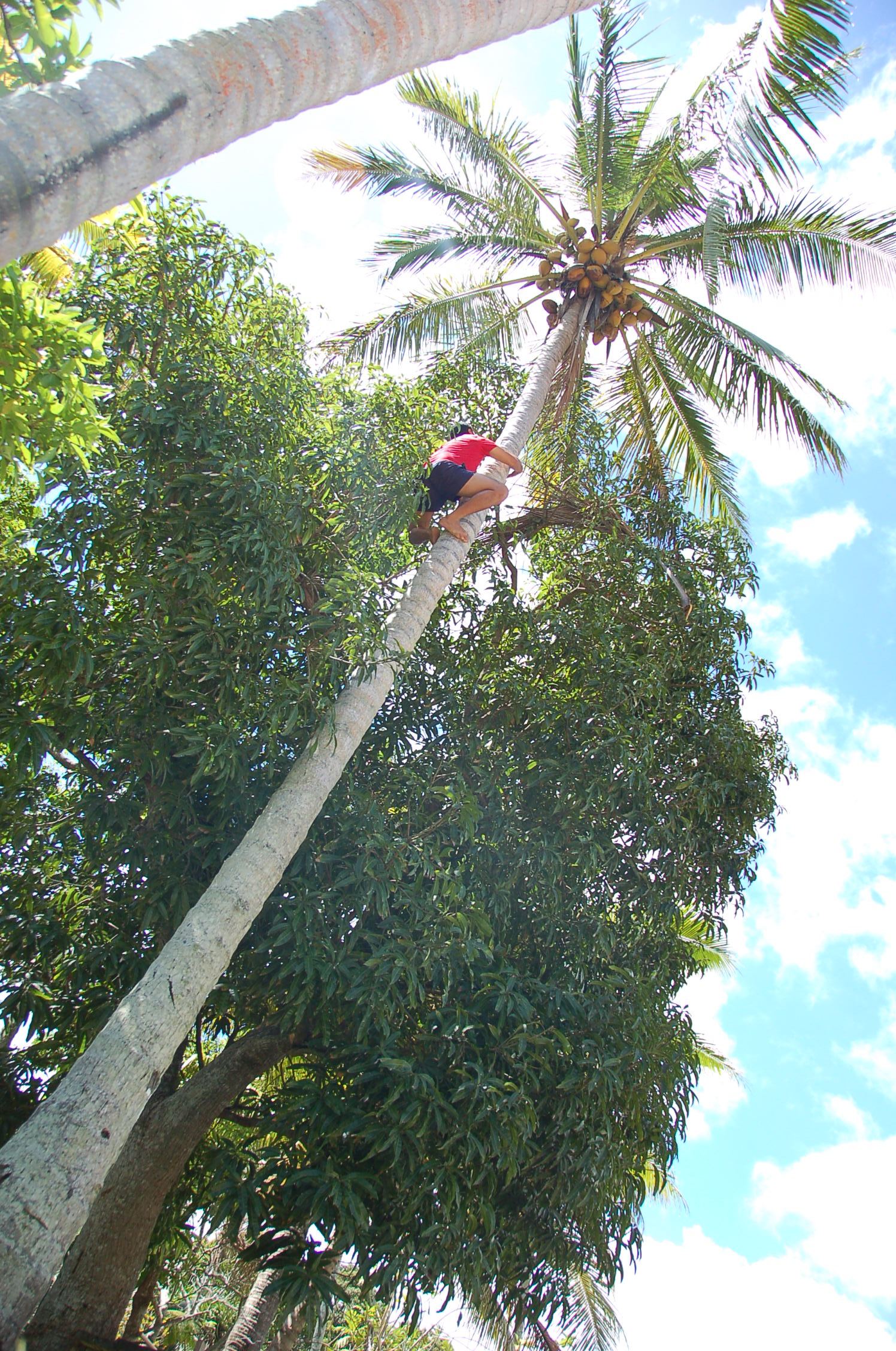 How to Climb a Coconut Tree - Tonga Time
