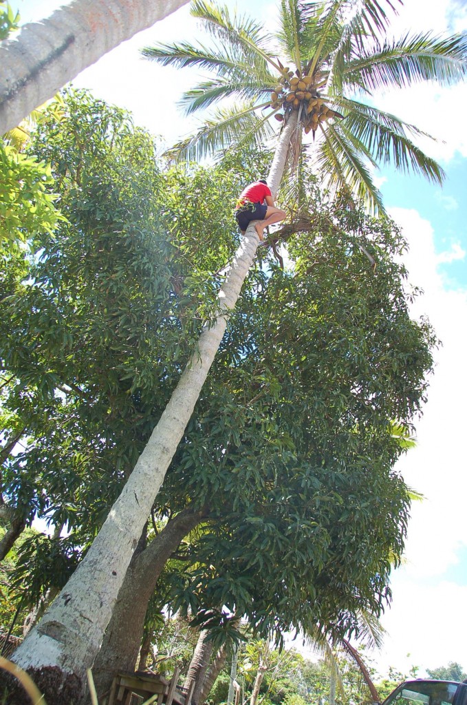 How to Climb a Coconut Tree - Tonga Time