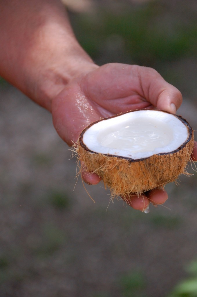 Coconut Half