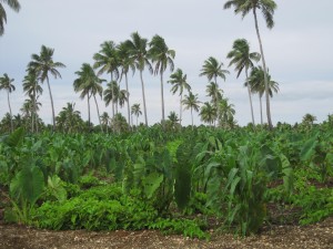 Plantation of Taro and Kumala (not sure about the latter, but I think the heart-shaped vines are Kumala plants)