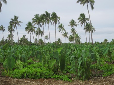 Roots Crops Of Tonga - Tonga Time