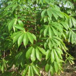 Tapioca Plant