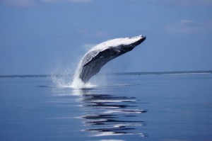 Whale Watching in Ha'apai