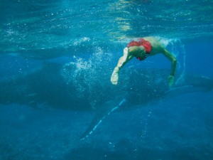 Swimming with Humpback Whales, 'Eua Tonga