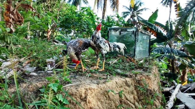 Ayam Kampung
