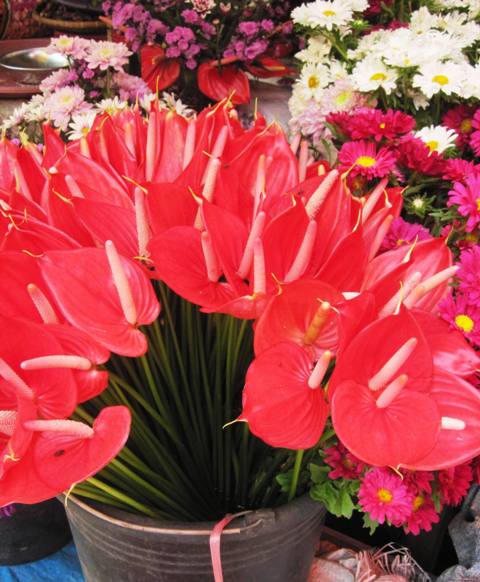 Buckets of flowers at Tomohon Market
