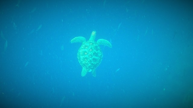 GoPro pic of Sea Turtle at Bunaken. Manado snorkeling