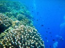 Go Pro. Coral-Reefs-of-Bunaken-and-Manado-Indonesia
