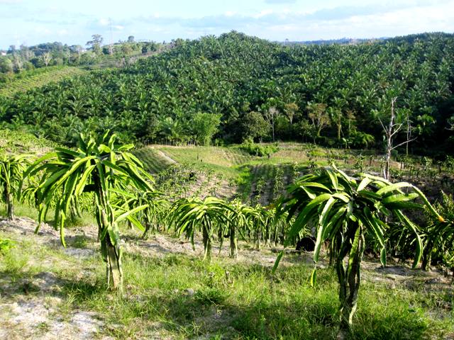 Dragon Fruit and Palm Oil Fields, Balikpapan, Indonesia