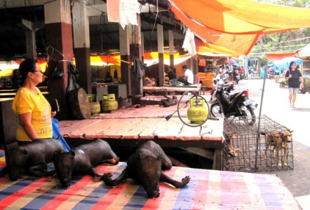 Grilled dogs for sale at Tomohon Market - Tonga Time