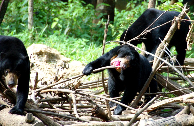 sun bear eating