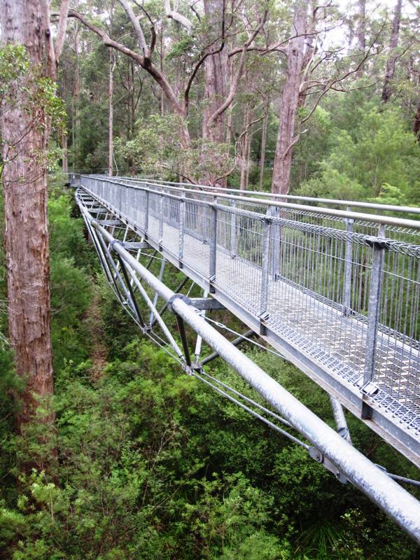 Treetop Walk.Walpole Australia