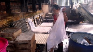 Lifting cheese cloth from pressed tofu.Indonesia tofu factory