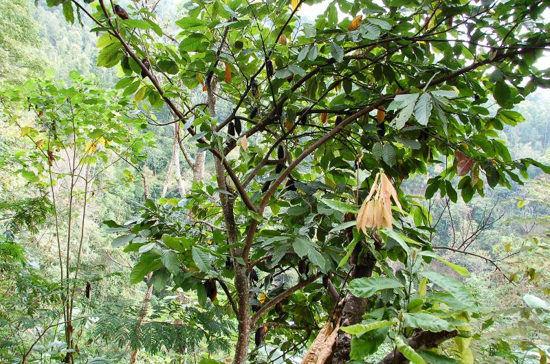 Cocoa Tree. Munduk Bali