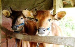 Field Cows at Jatiluwih.Bali Indonesia