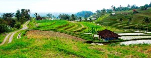 Jatiluwih Rice Fields.View.Bali Indonesia