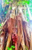 Rain forest walk: Fire Hydrant in banyan tree.balikpapan indonesia