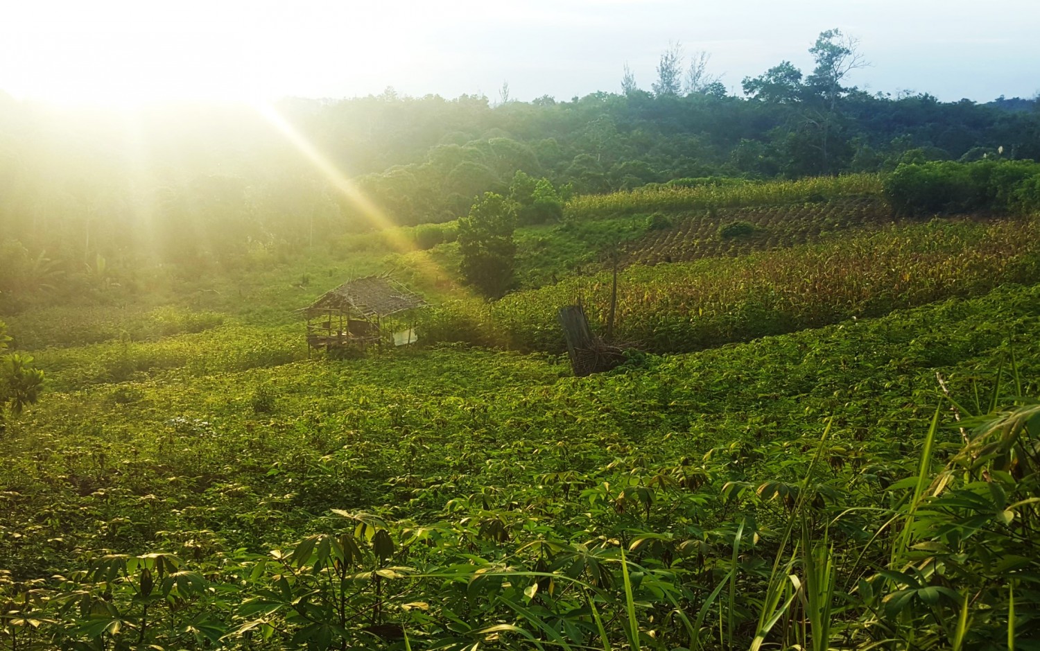 Tapioca and corn fields in Balikpapan, off Semarinda Road KM 10