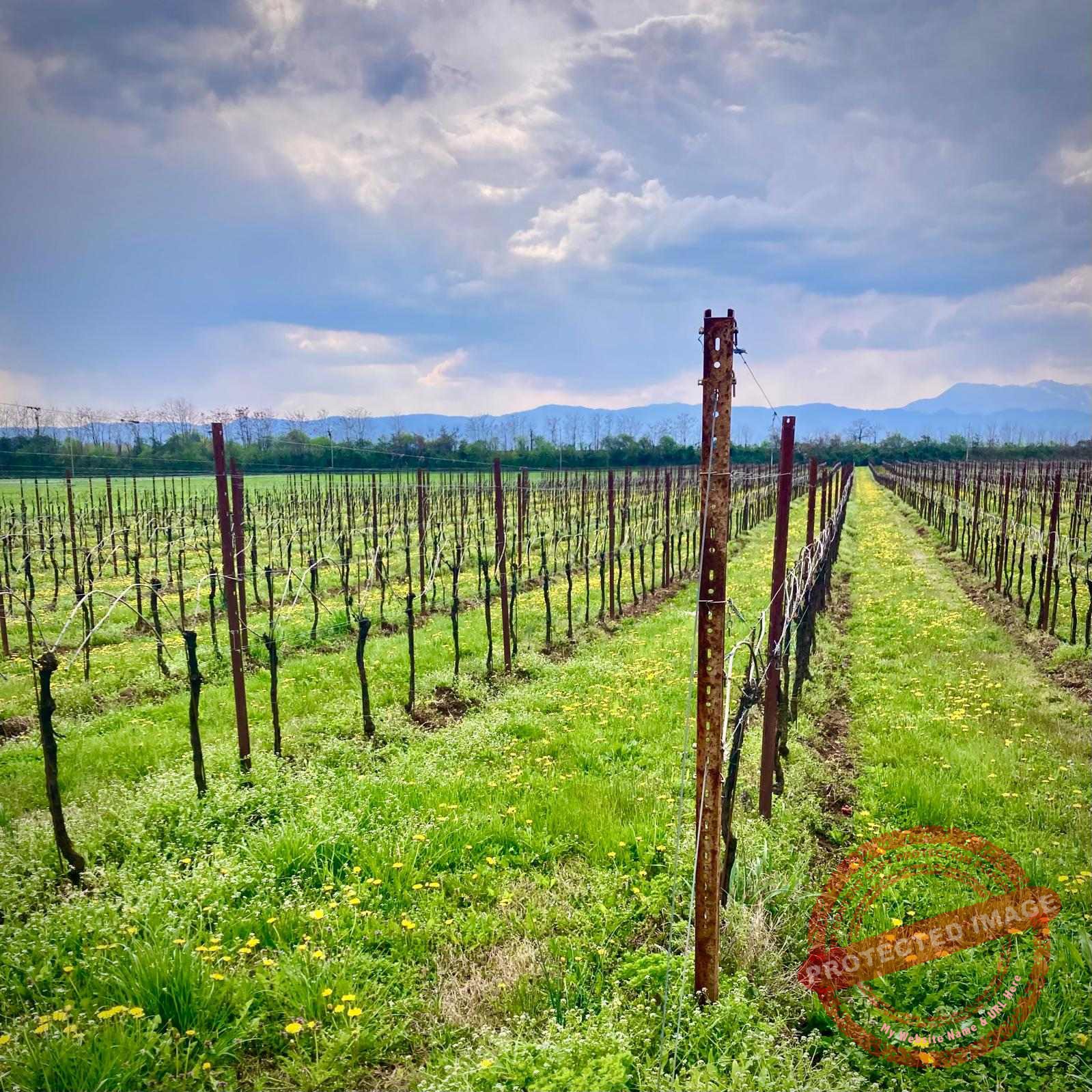 Family vineyard near Thiene, Italy in March